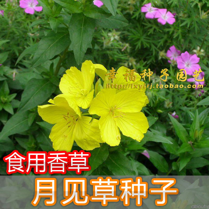 【月见草种子】食用香草种子Evening primrose 晚樱草  春秋播种
