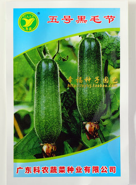 江门黑毛节瓜农科院出品优质良种