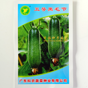 【五号黑毛节瓜种子】南海七星节瓜黑皮青乌皮七星仔小冬瓜春秋播