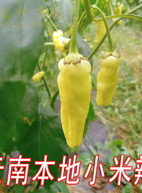 云南小米辣种子口感香辣干鲜两用