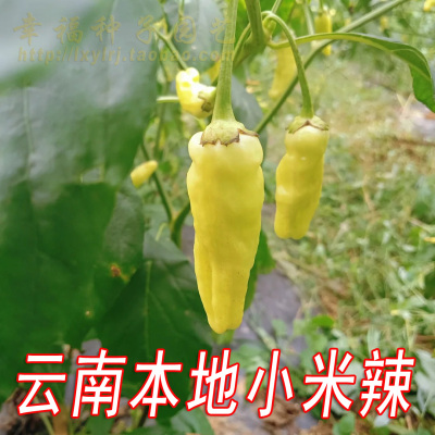 云南小米辣种子口感香辣干鲜两用