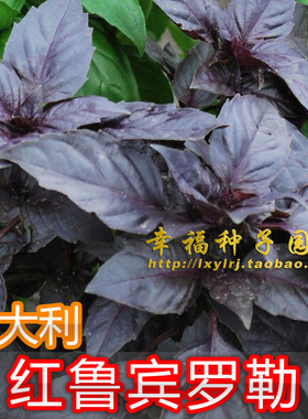 【意大利红鲁宾罗勒种子】 red rubin basil红色罗宾罗勒香草种子