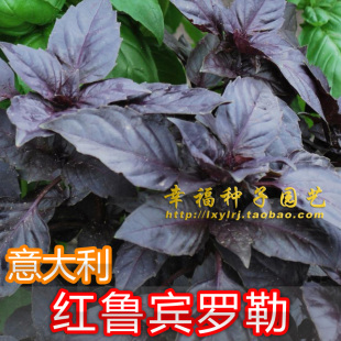 【意大利红鲁宾罗勒种子】 red rubin basil红色罗宾罗勒香草种子