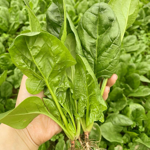 范记耐热快速长大好吃清甜
