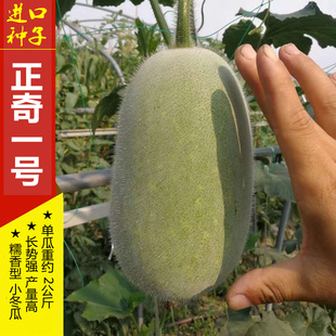 【小冬瓜种子】正奇一号 粉皮冬瓜小果平头 冬瓜盅小冬瓜节瓜种子