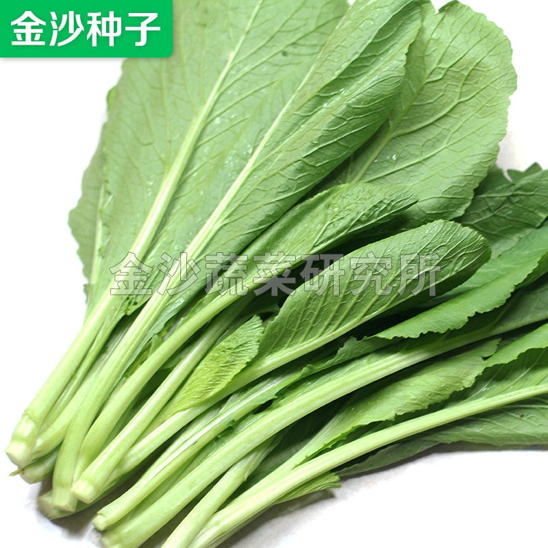 正源二号客家四季种植春菜图片