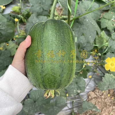 口感青甜，炒菜不易变色，品质好