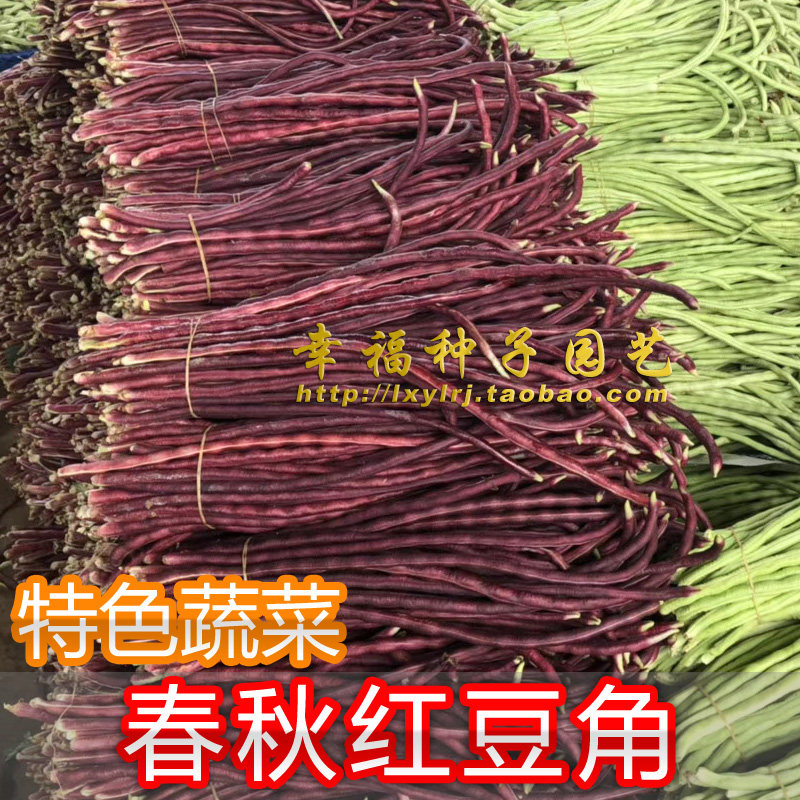 【春秋红豆角种子】紫红豇豆种子 台湾品种 特菜种子 春夏秋播种