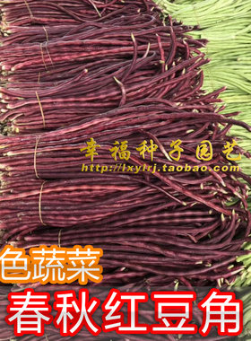 台湾品种特菜春夏红豆角