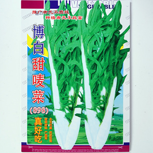 博白甜唛菜种子 甜麦菜春秋播种 脆甜口感和易种植 虫害少花芽唛