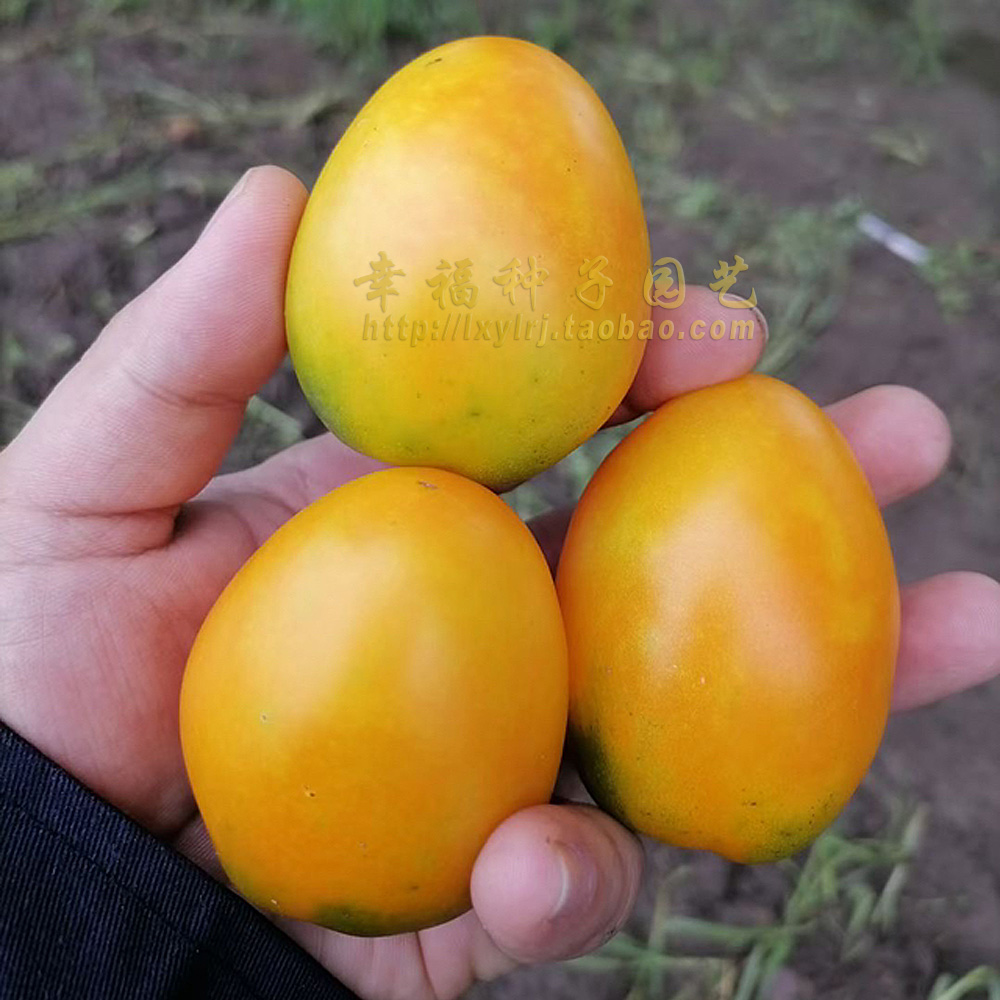 芒果番茄种子产量高好吃可留种