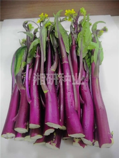 【湘红小叶三号红菜苔种子】红菜薹种子杂交育种高产春秋种植播种