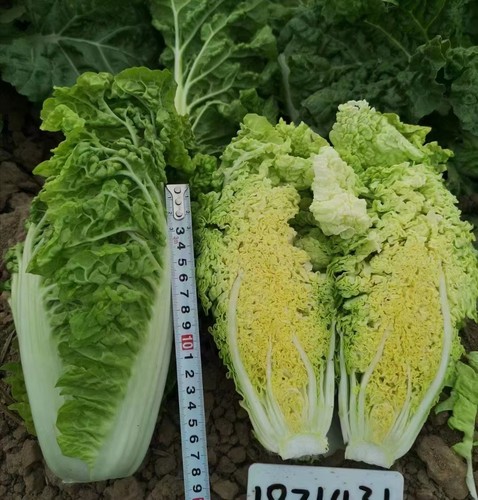 德高口感好皱叶小白菜娃娃菜快菜