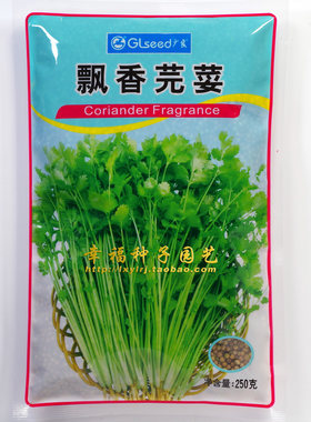 广良芫荽四季种植香味浓郁香菜好