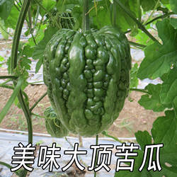 【广良2号大顶苦瓜种子】雷公锤苦瓜黑籽大顶凉瓜苦瓜种子春秋播