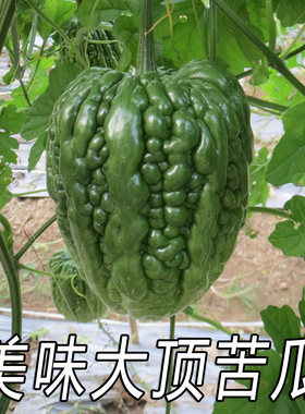 【广良2号大顶苦瓜种子】雷公锤苦瓜黑籽大顶凉瓜苦瓜种子春秋播