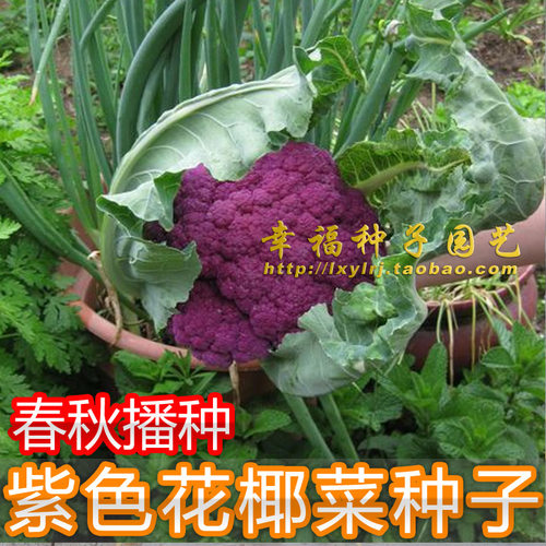 紫罗兰花椰菜种子西兰花野菜紫色