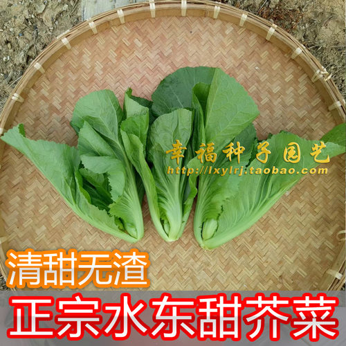 水东甜芥菜种子四季种鸡心芥菜