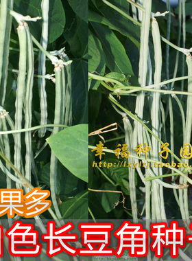 【白色长豆角种子】白豇豆种子 阳台种菜 盆栽种子 春夏秋播种