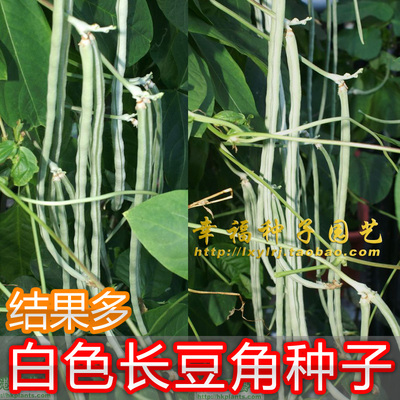 白色阳台盆栽豆角种子