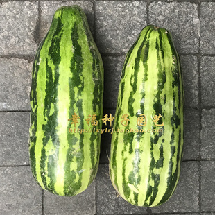 宁波传统【花皮梢瓜种子】脆瓜甜瓜 酥瓜种子 香瓜种子 菜瓜种子