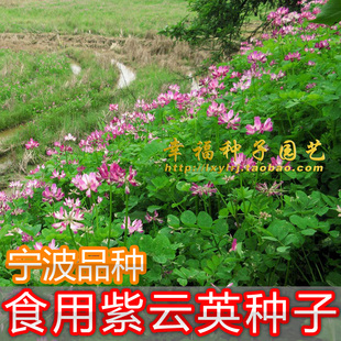【食用紫云英种子】菜用草子草籽种子红花草种子蜜源绿肥秋播种子