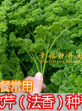 【欧芹种子】法香草种子番西荷兰芹巴西利洋香菜芫荽parsley秋播