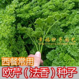 【欧芹种子】法香草种子番西荷兰芹巴西利洋香菜芫荽parsley秋播