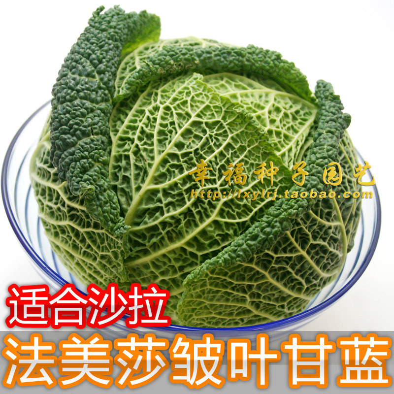 进口【皱叶甘蓝种子】适合沙拉 高丽菜种子 包菜种子 好吃卷心菜,鲜花速递/花卉仿真/绿植园艺,家庭园艺种子,淘宝优惠券,粉丝福利购,淘宝优惠卷