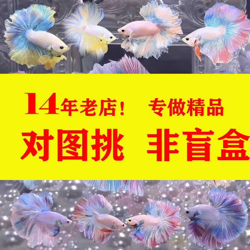 g400-499老鱼场【纯白大耳】泰国斗鱼半月斗鱼小型观赏鱼热带鱼