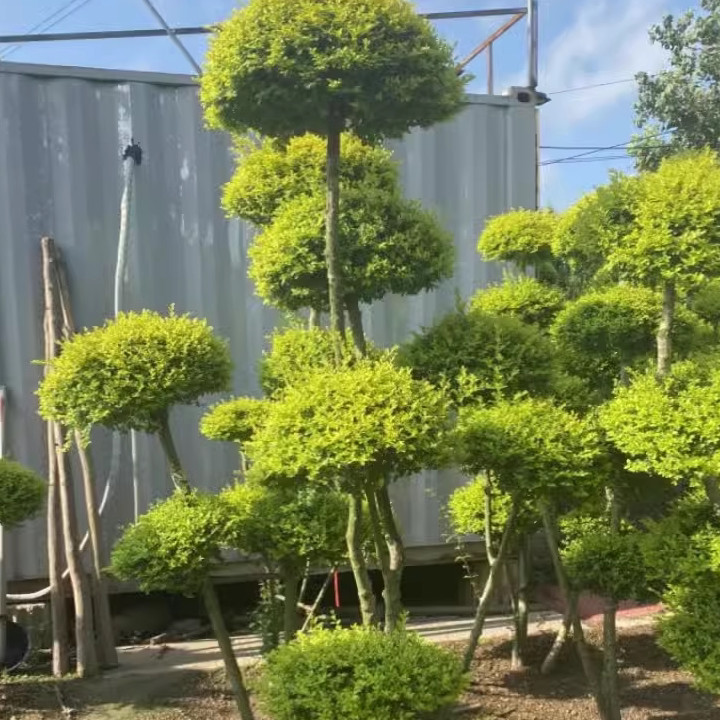 庭院别墅花卉 行道树亮晶女贞造型多头盆栽四季常青