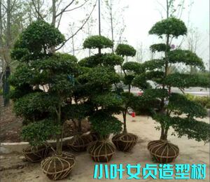 小叶女贞造型盆景树桩球形树苗庭院别墅绿化植物小区绿化苗木包邮