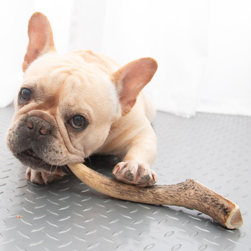 澳洲进口天然鹿角法斗柯基洁齿骨