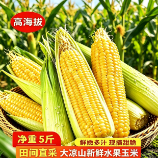 大凉山黄金水果玉米 爆汁生吃甜糯 现摘现发自然成熟甜 嫩玉米