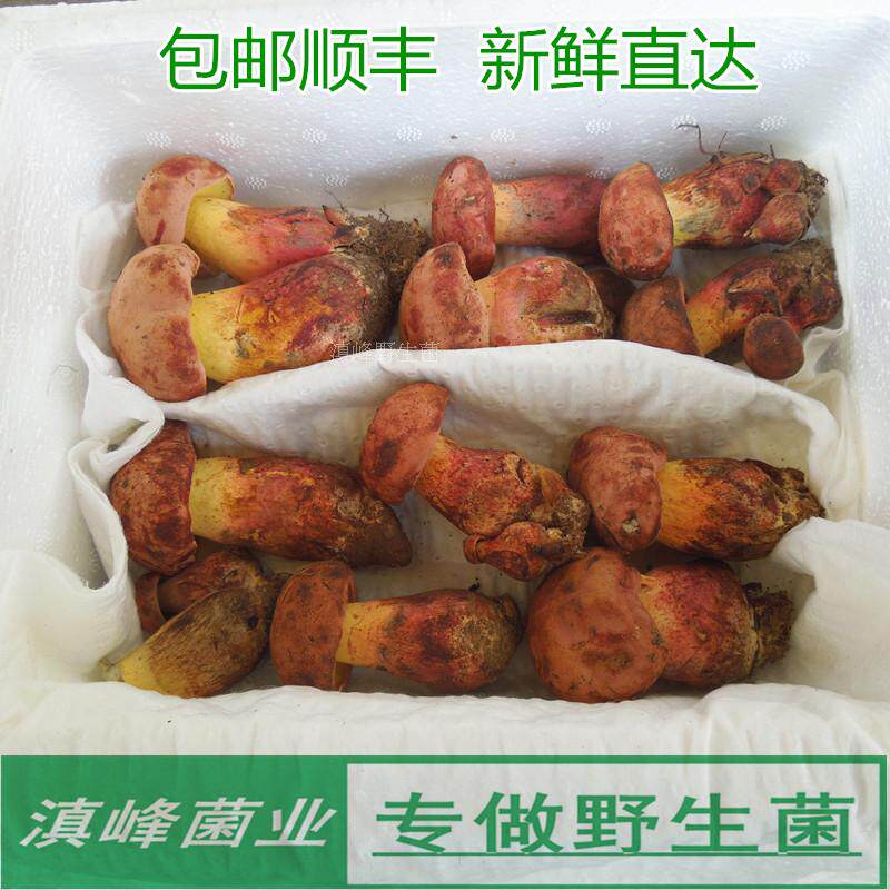 25年新鲜野生红葱见手青特级兰茂黄牛肝菌云南特产蘑菇口感滑包邮