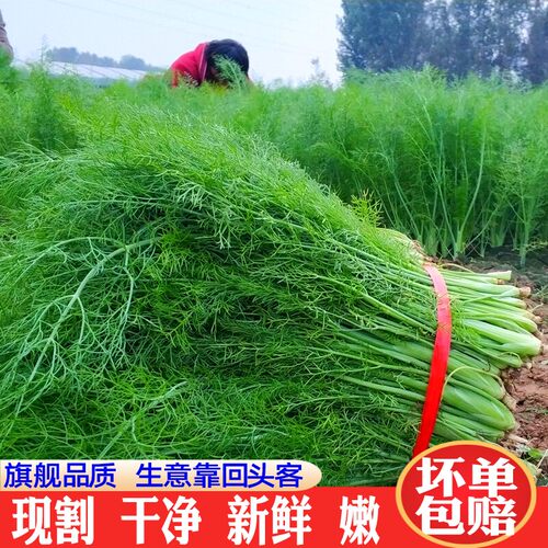 小茴香菜新鲜包邮时令特色蔬菜新鲜农家特产茴香苗坏单肩包赔不带