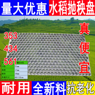 手抛育秧盘水稻育苗盘耐用晚稻透明加厚塑料434孔561孔353抛秧盘