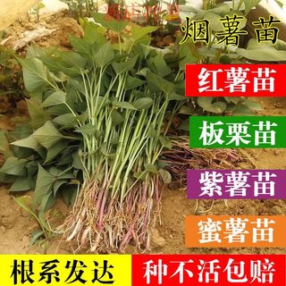 西瓜红种植薯苗100颗红心蜜薯秧子地瓜苗糖心番薯苗黄心红薯秧苗