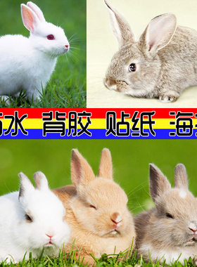 兔子白色呆萌风图片背胶动物海报