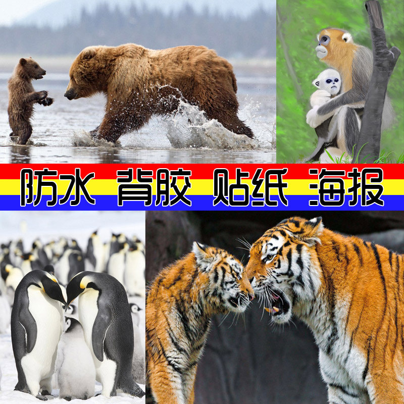 装饰画贴图海报 母子动物贴画壁纸 母爱家禽猴子老虎背胶贴图片