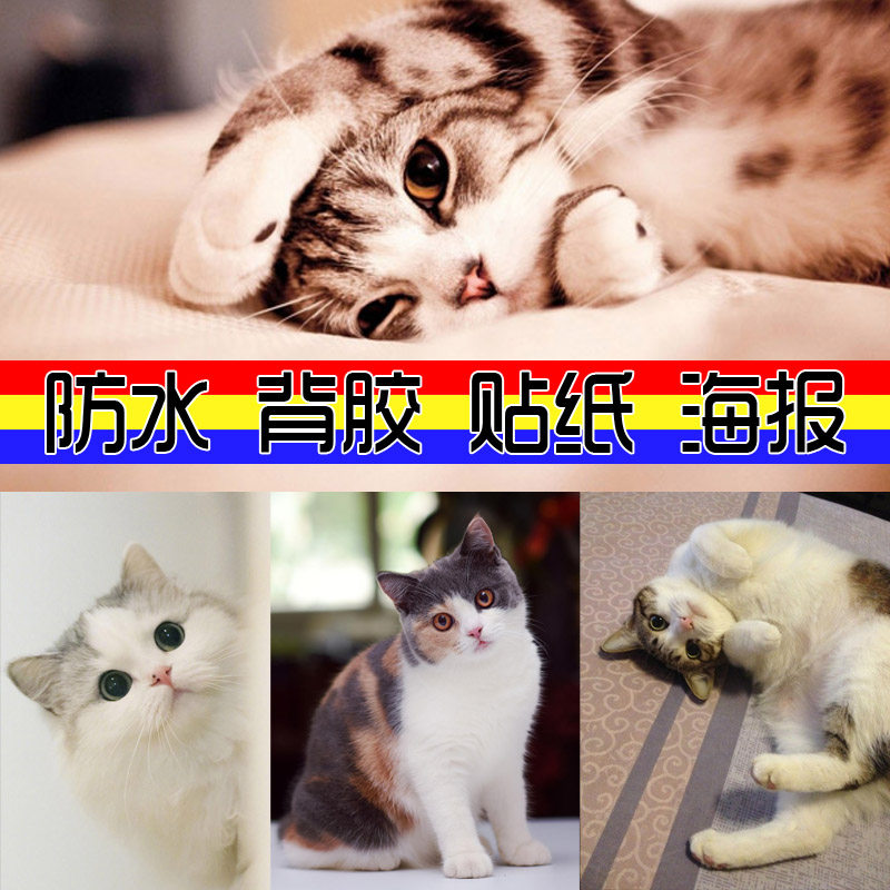 贴画猫猫超萌呆猫咪照片 精美高清挂画图片 海报背胶喵星人宠物图