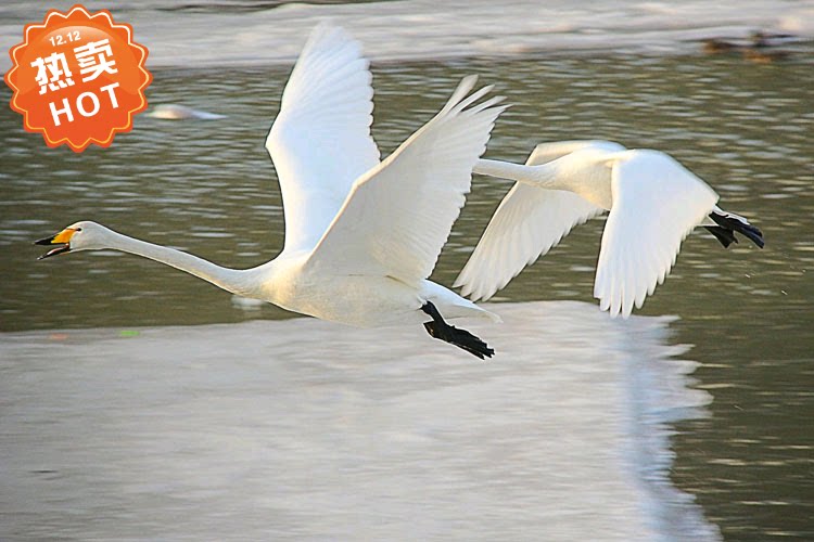 装饰画 美图天鹅天然图片照片写真 贴画壁纸 白天鹅墙画高清海报