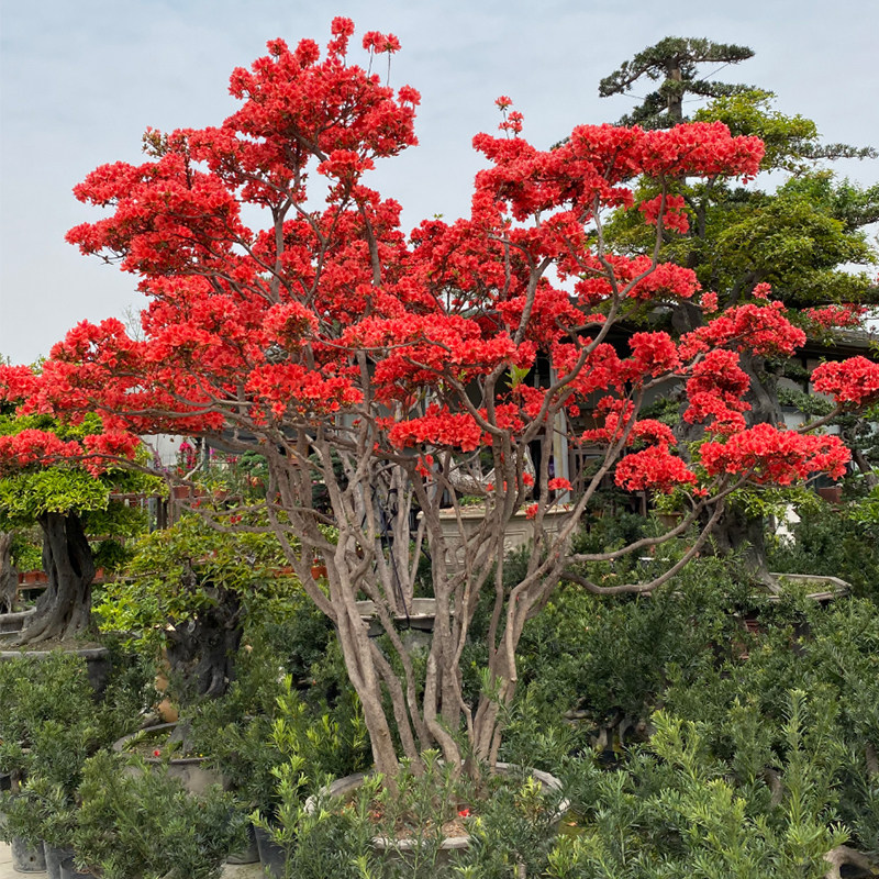 紫杜鹃映山红黄杨栀子花老桩生桩盆景绿植阳台客厅庭院盆栽