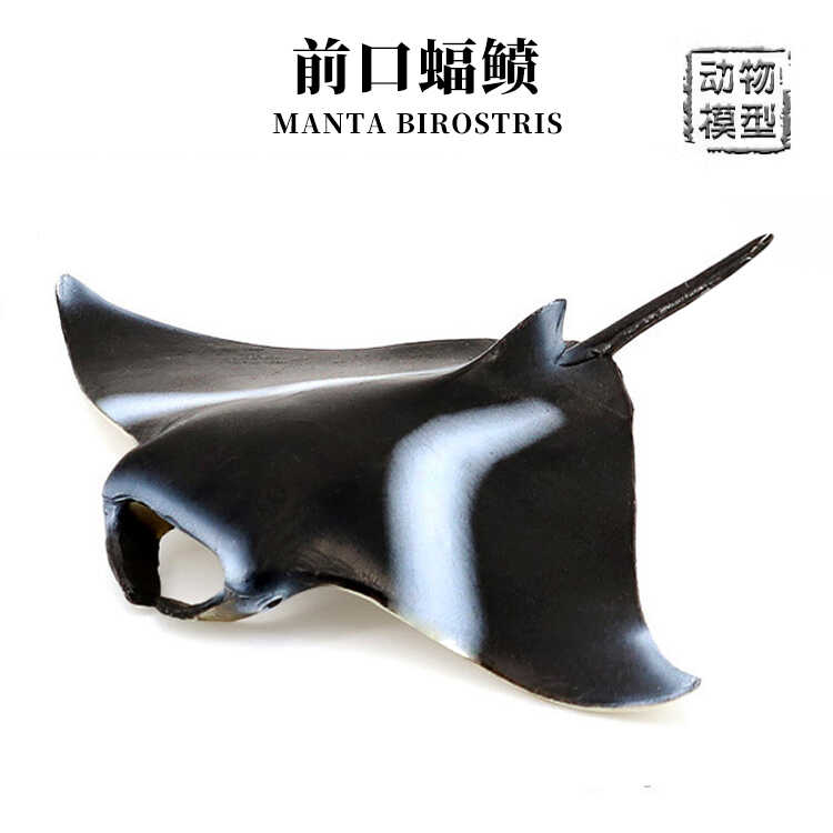 前口蝠鲼鱼模型双吻前口魔鬼鱼摆件实心仿真海洋动物科教儿童玩具