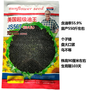 葵饱满矮大大粒种籽油葵高产矮个头油种子原种葵花美国瓜子大盘