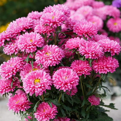 粉色糖果菊翠菊种子彩虹种孑易活四季开花室内外耐寒小雏菊花籽子