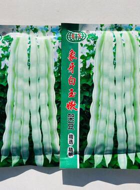 象牙白玉嫩架豆种子高产早熟四季豆蔬菜种子春秋大田摘不败原包装