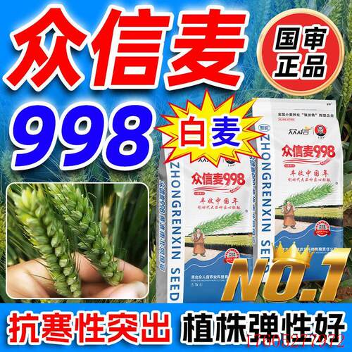 众信麦998小麦种子原种高产矮杆抗倒抗冻抗病农科院雨前麦冬小麦