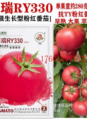 圆瑞RY330 深粉番茄种子早熟无限生长苹果型抗TY耐线虫西红柿种孑
