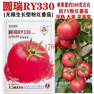 圆瑞RY330 深粉番茄种子早熟无限生长苹果型抗TY耐线虫西红柿种孑